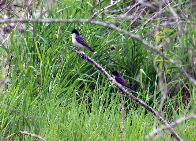 Eastern Kingbird