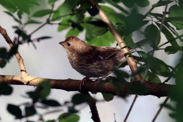 Eastern Towhee