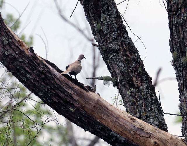 Eurasian Collared-Dove