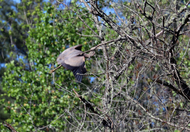 Great Blue Heron