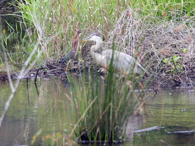 Great Blue Heron and Green Heron