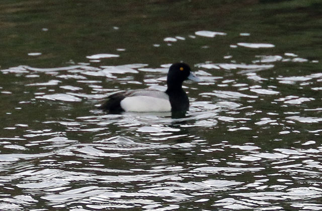 Greater Scaup