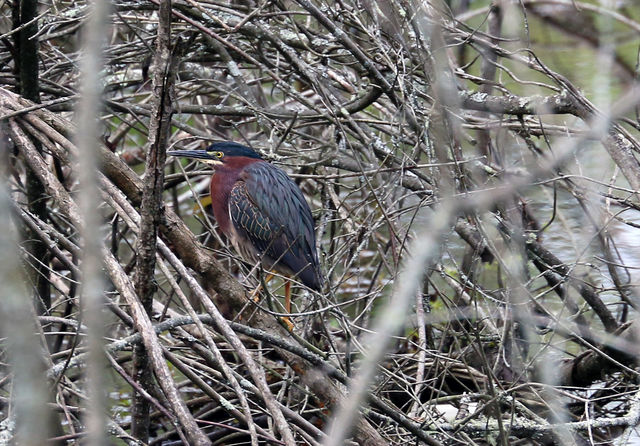 Green Heron