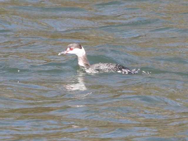 Horned Grebe