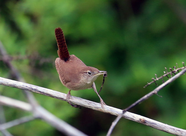 House Wren