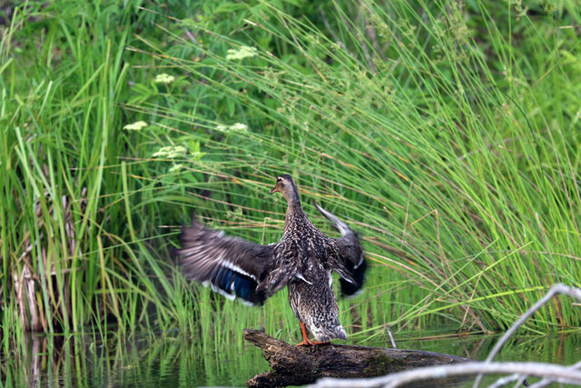 Mallard