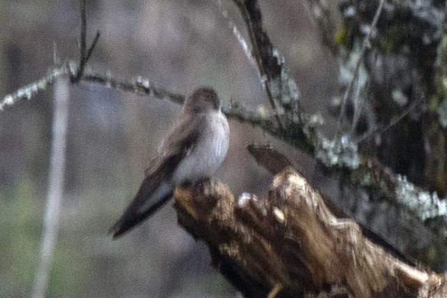 Northern Rough-winged Swallow