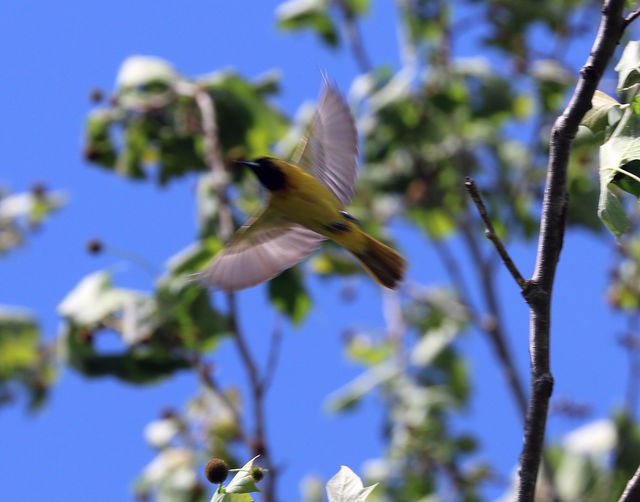 Orchard Oriole