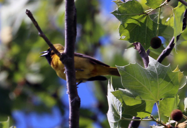 Orchard Oriole