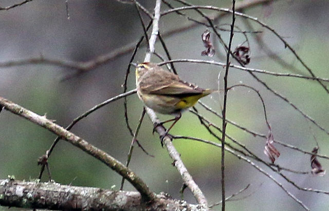 Palm Warbler