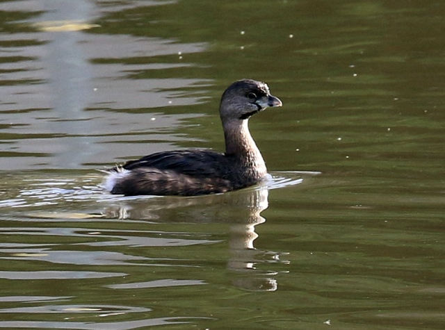 Pied-billed Grebe