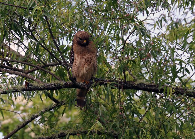 Red-shouldered Hawk