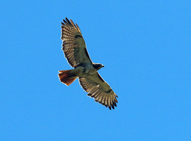 Red-tailed Hawk