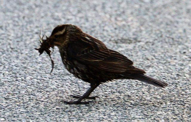 Red-winged Blackbird