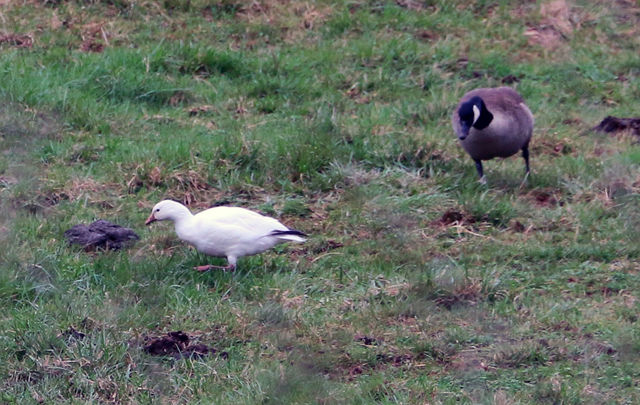 Ross's Goose