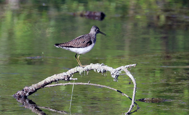 Solitary Sandpiper