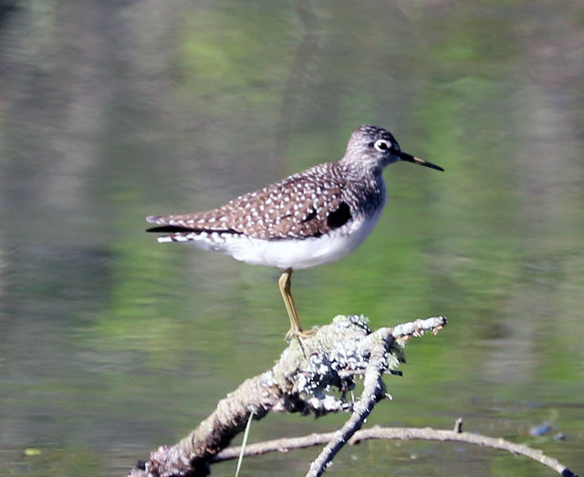 Solitary Sandpiper