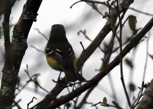 White-eyed Vireo