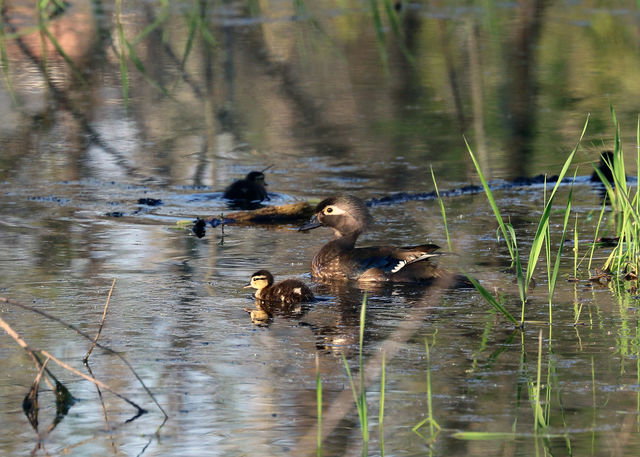 Wood Duck