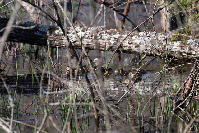 Wood Duck