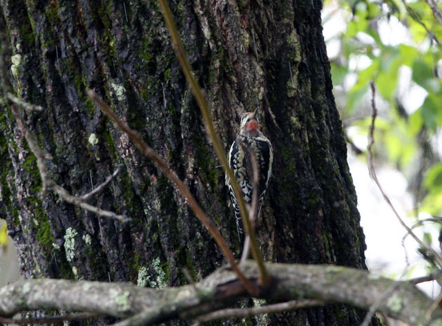 Yellow-bellied Sapsucker