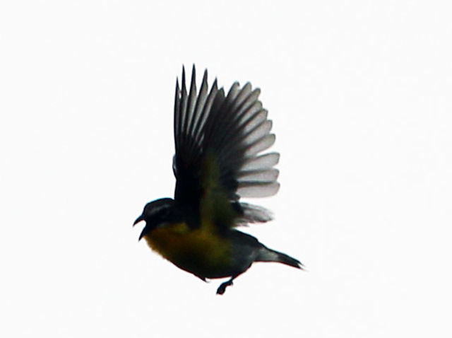 Yellow-breasted Chat