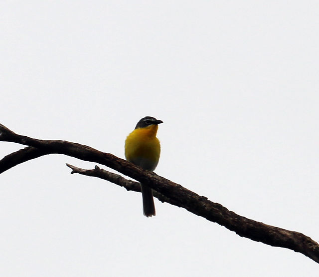 Yellow-breasted Chat