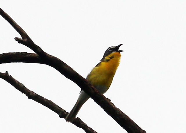 Yellow-breasted Chat