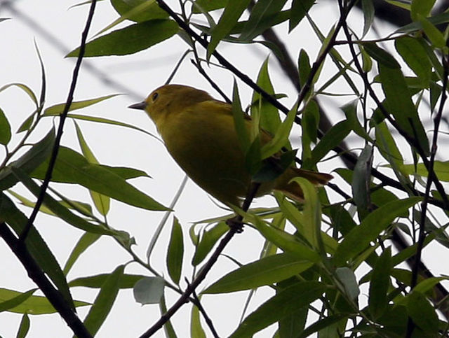 Yellow Warbler