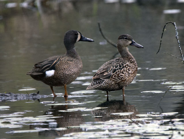 Blue-winged Teal