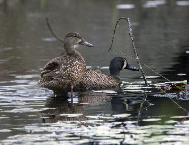 Blue-winged Teal