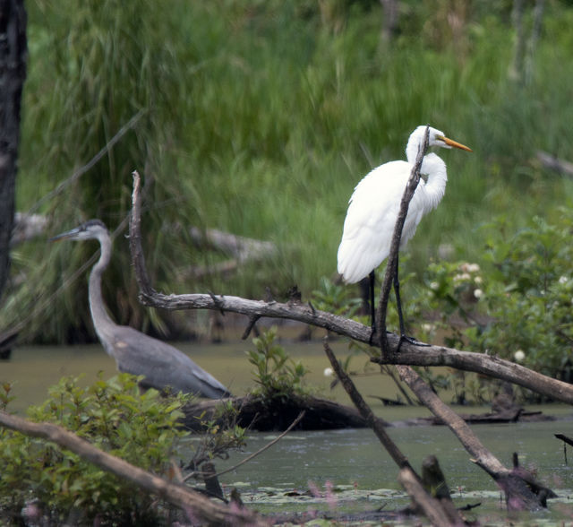 Great Egret