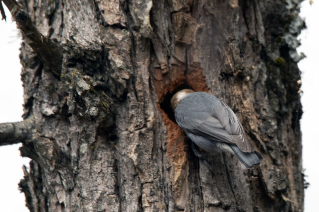 Brown-headed Nuthatch