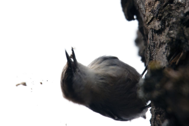 Brown-headed Nuthatch