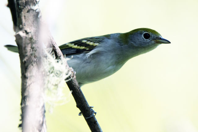 Chestnut-sided Warbler