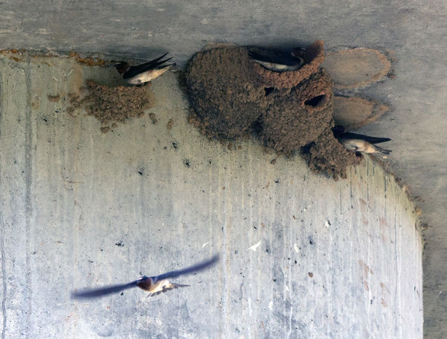 Cliff Swallow