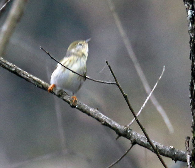 Blackpoll Warbler