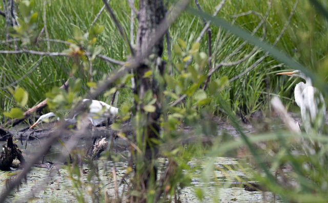 Great Egret