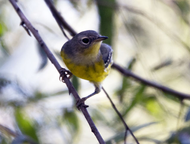 Magnolia Warbler