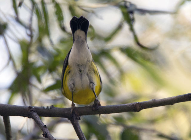Magnolia Warbler