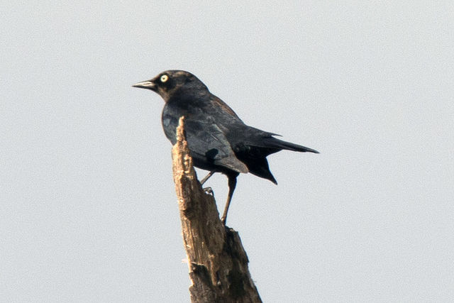 Rusty Blackbird