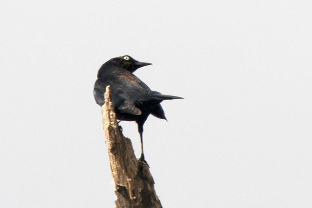 Rusty Blackbird