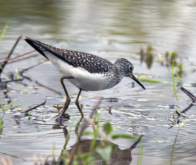 Solitary Sandpiper