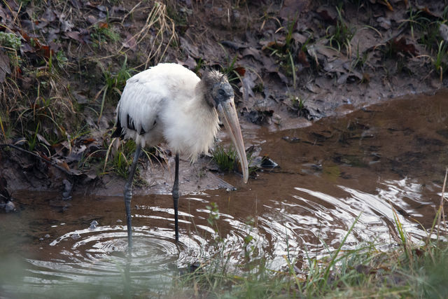 Wood Stork