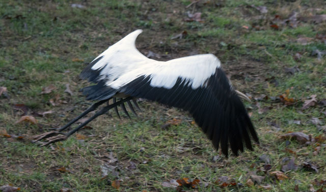 Wood Stork