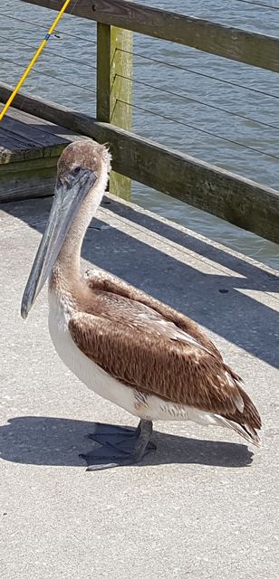 Brown Pelican