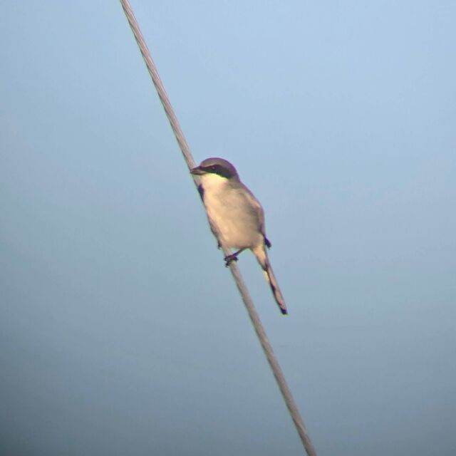 Loggerhead Shrike