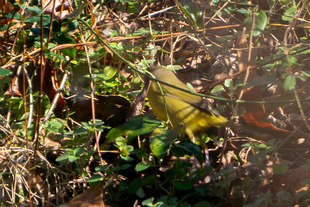 MacGillivray's Warbler