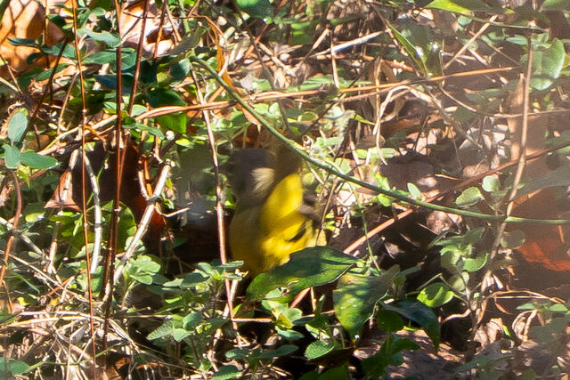 MacGillivray's Warbler