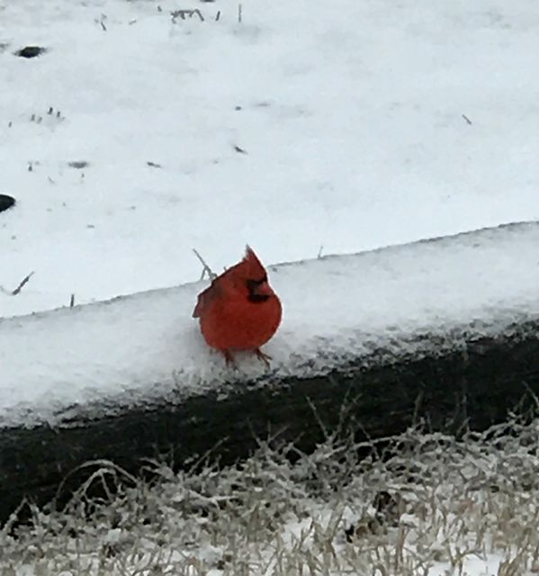 Northern Cardinal